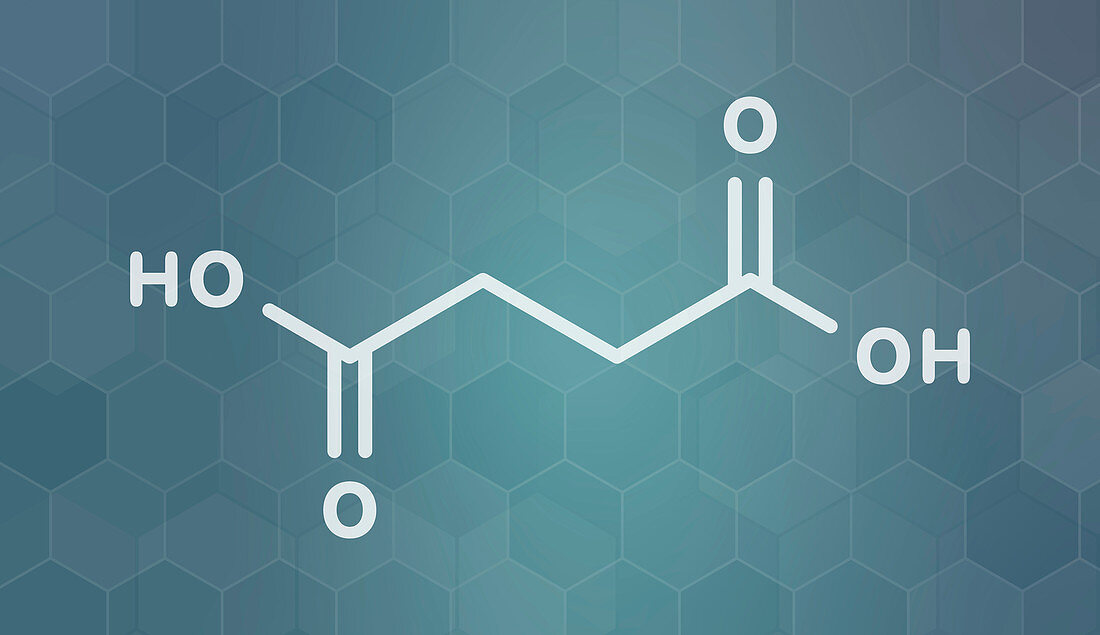 Succinic acid molecule