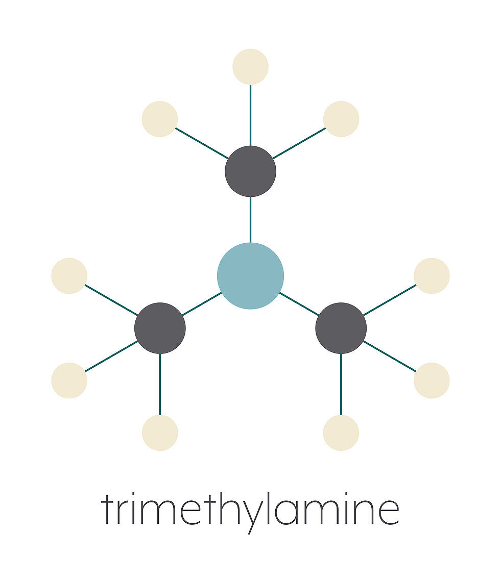 Trimethylamine volatile tertiary amine molecule