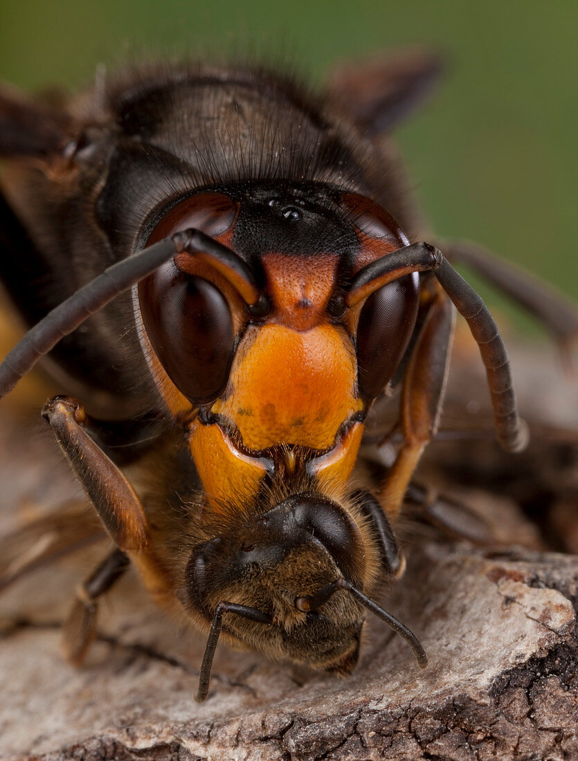 Asian hornet preying on a bee