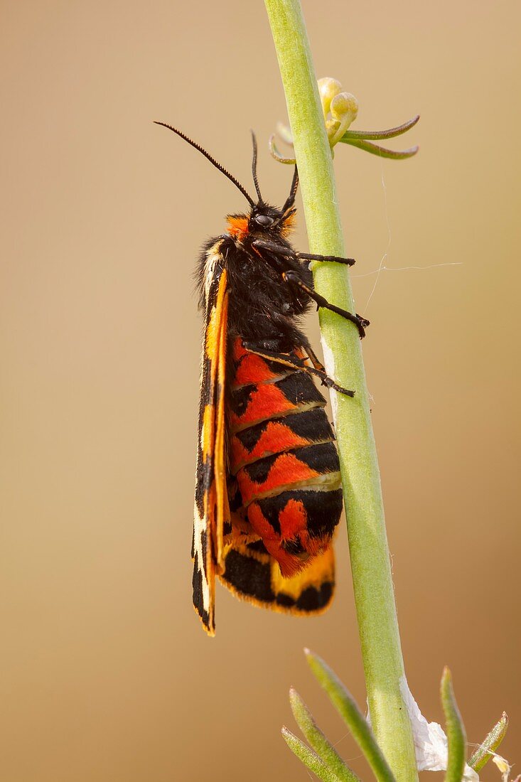 Wood Tiger moth