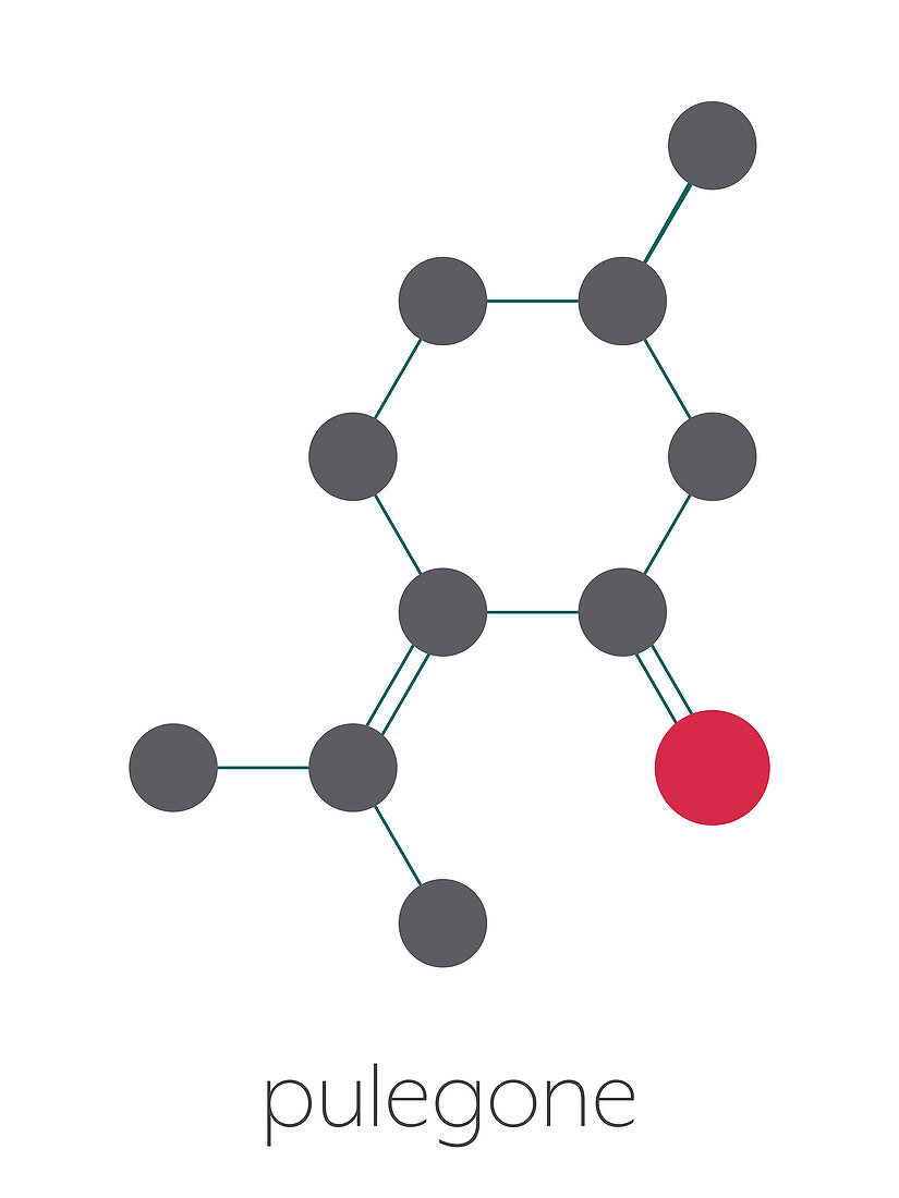 Pulegone molecule