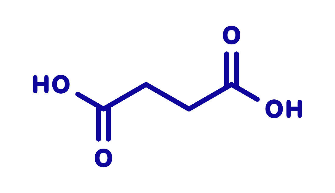 Succinic acid molecule