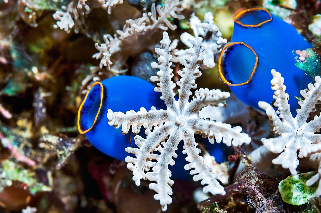 Clavularia flower coral and blue sea squirts