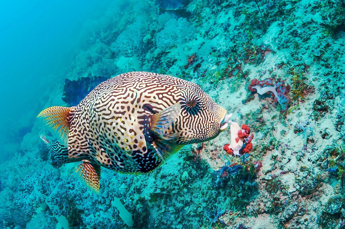 Map pufferfish eating soft coral