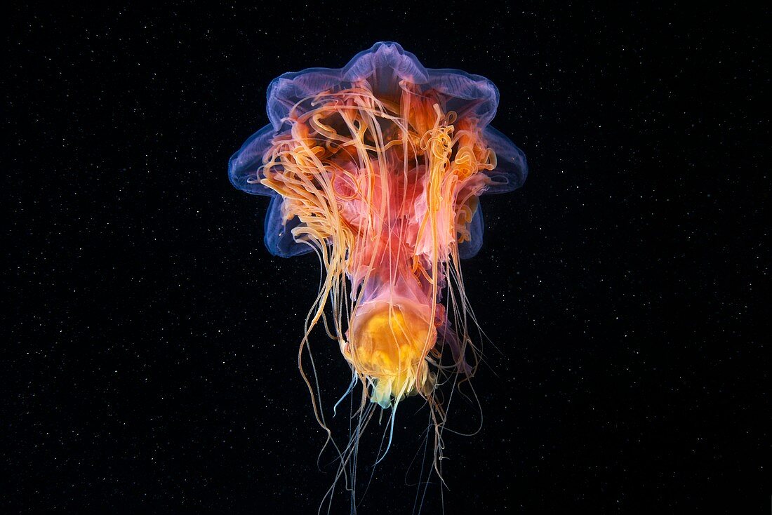 Lion's mane jellyfish feeding on another jellyfish