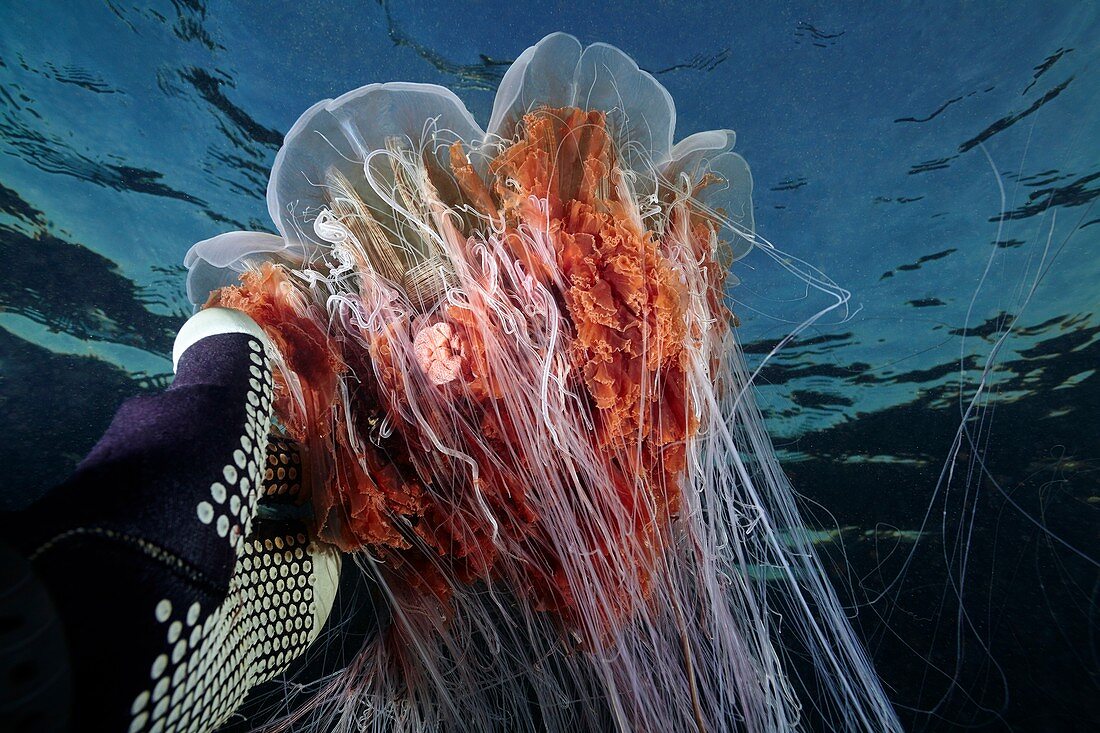 Diver's hand holding a lion's mane jellyfish