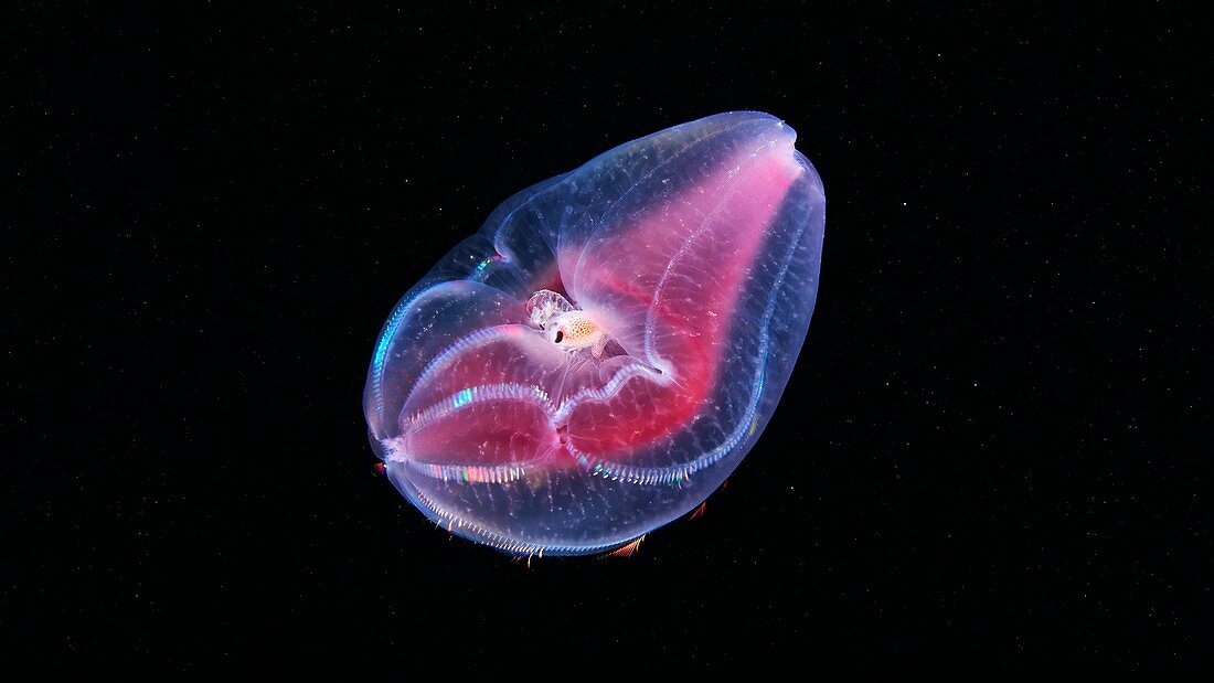 Amphipod inside a comb jelly