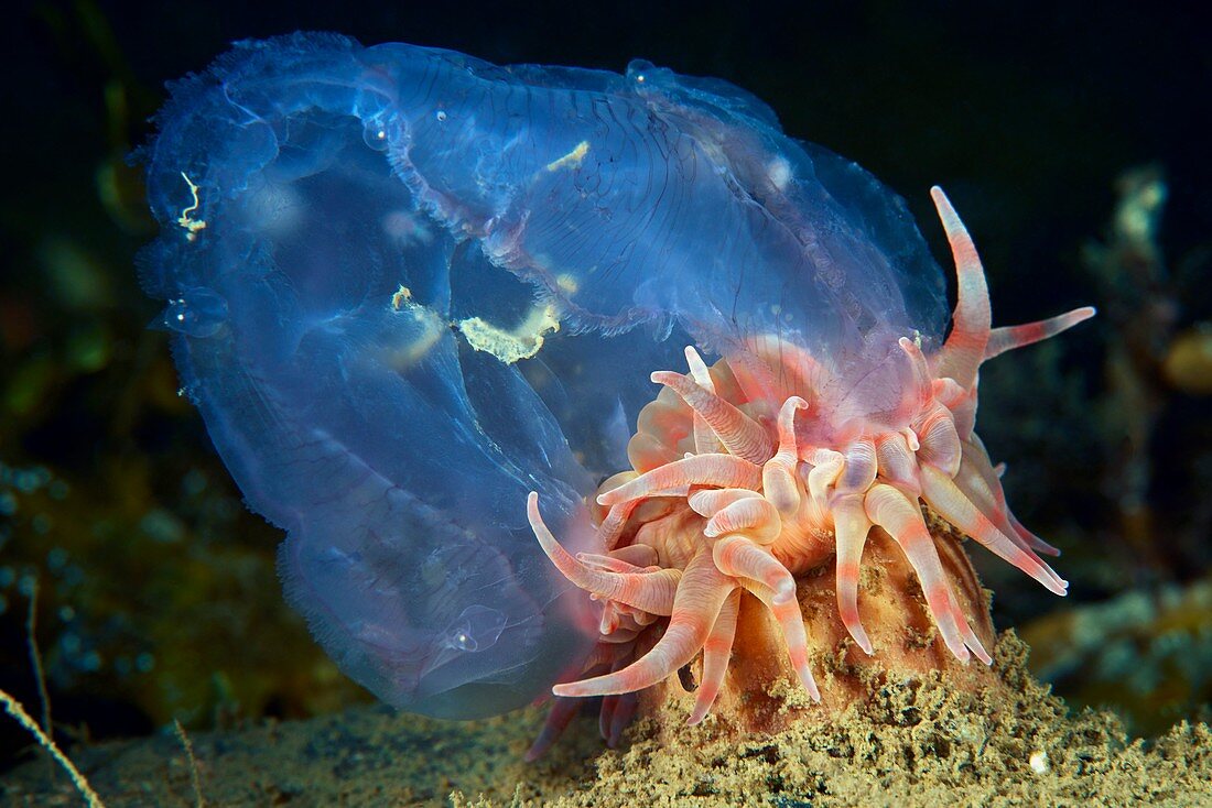 Stomphia sea anemone feeding on a jellyfish