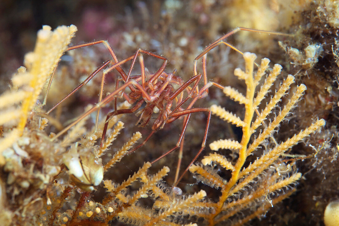 Sea spiders mating