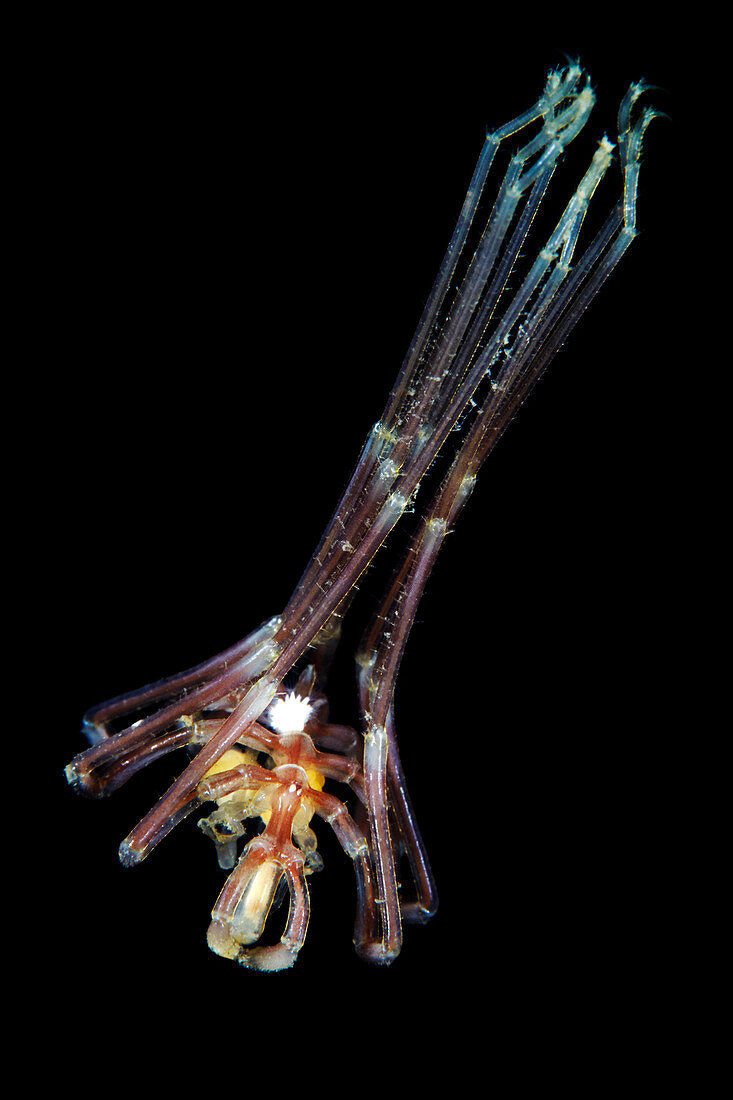 Sea spider defensive posture