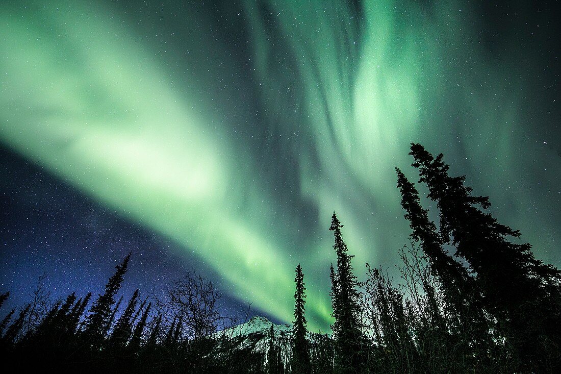 Aurora Borealis over a forest in Alaska