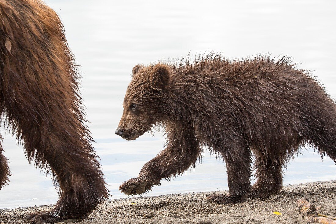 Kamchatka Brown Bear cub walking behind its mother