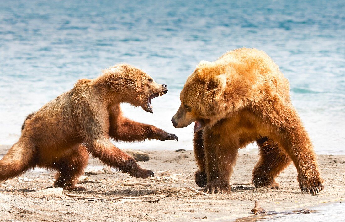 Female Kamchatka brown bear attacking another bear