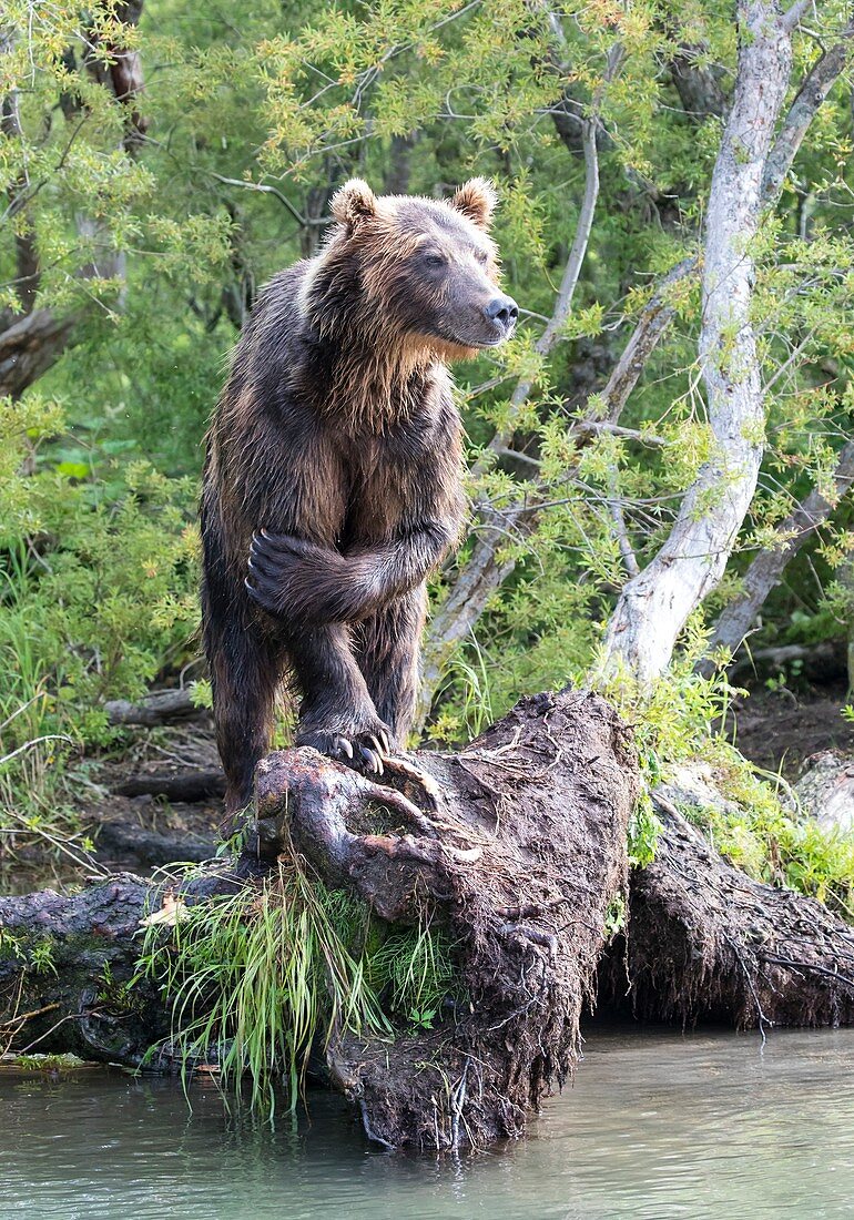 Kamchatka brown bear looking for salmon