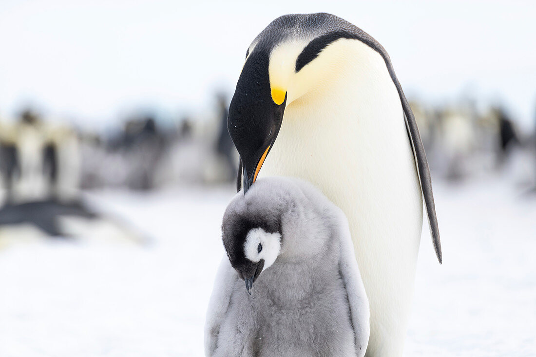 Emperor penguin grooming its chick