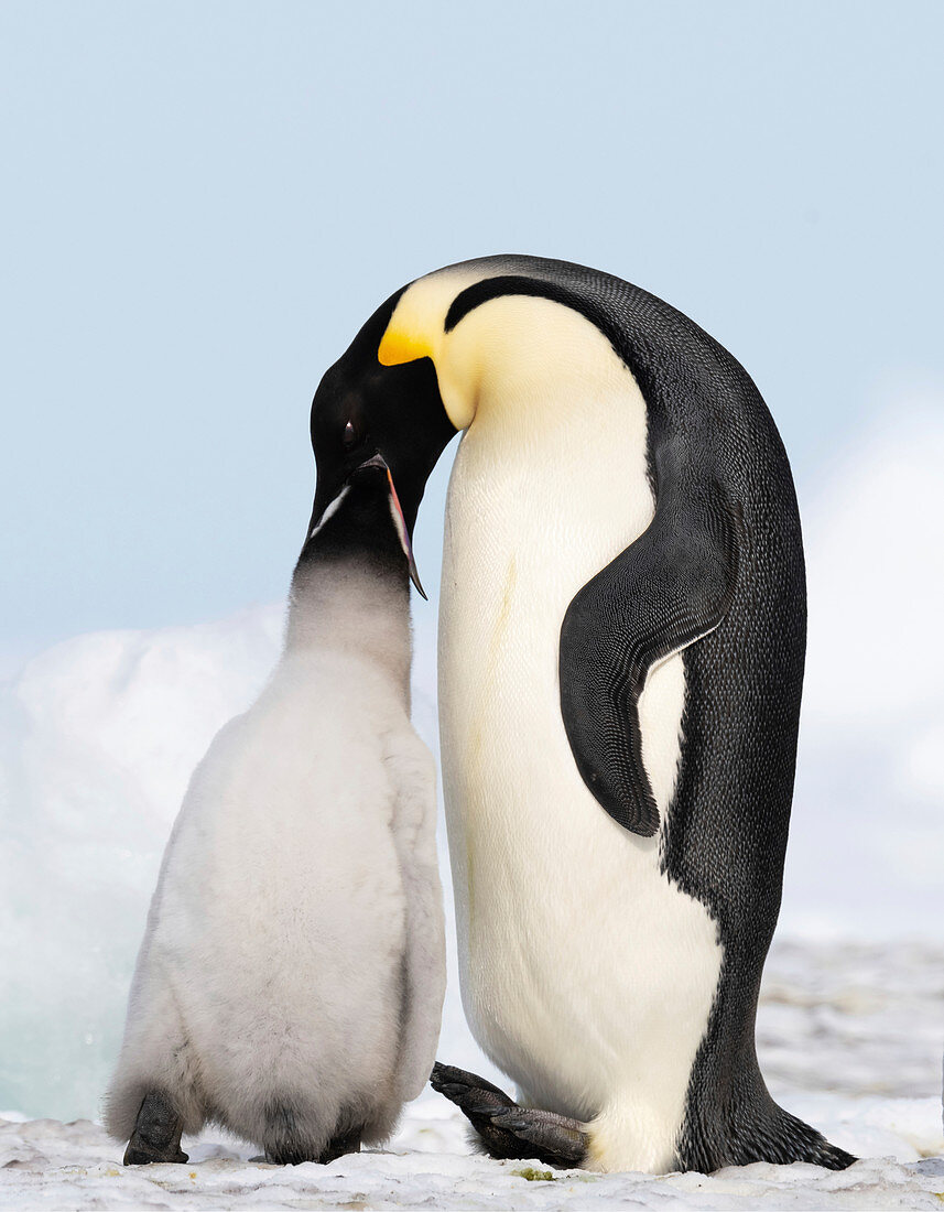 Emperor penguin feeding its chick