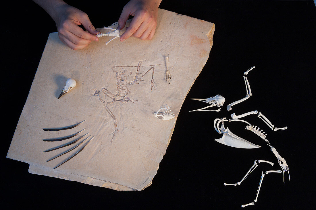 Archaeopteryx fossil research, ESRF, France