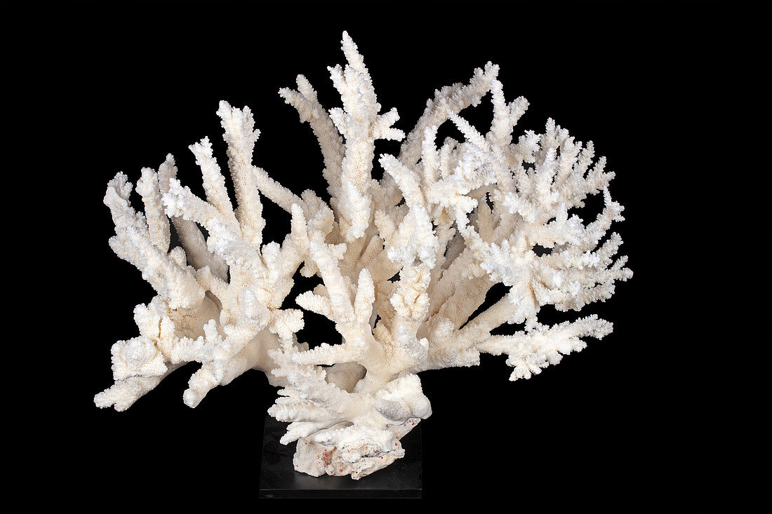 Cauliflower coral