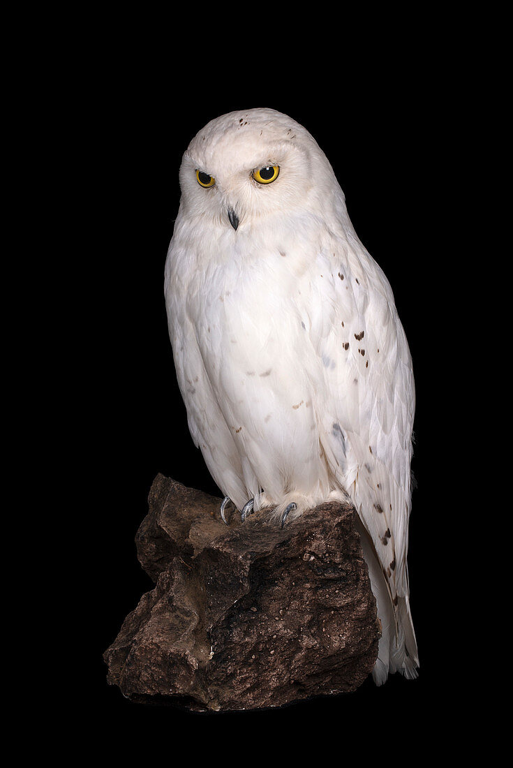 Snowy owl specimen