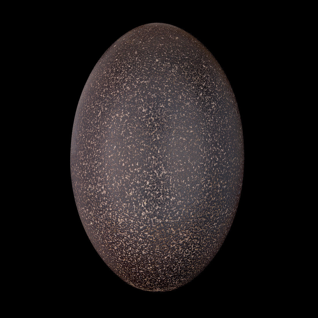 Emu egg
