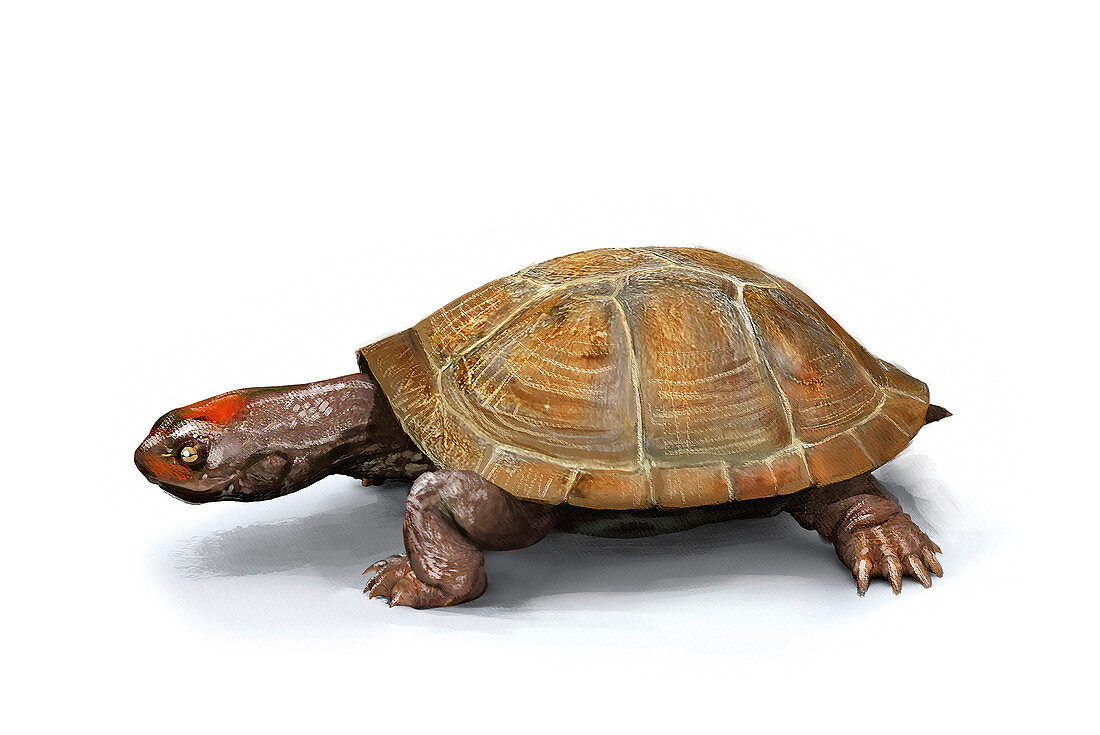 Prehistoric turtle, illustration