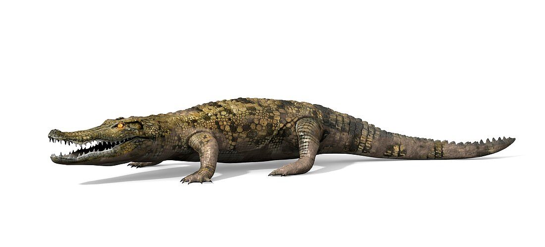 Prehistoric crocodile, illustration