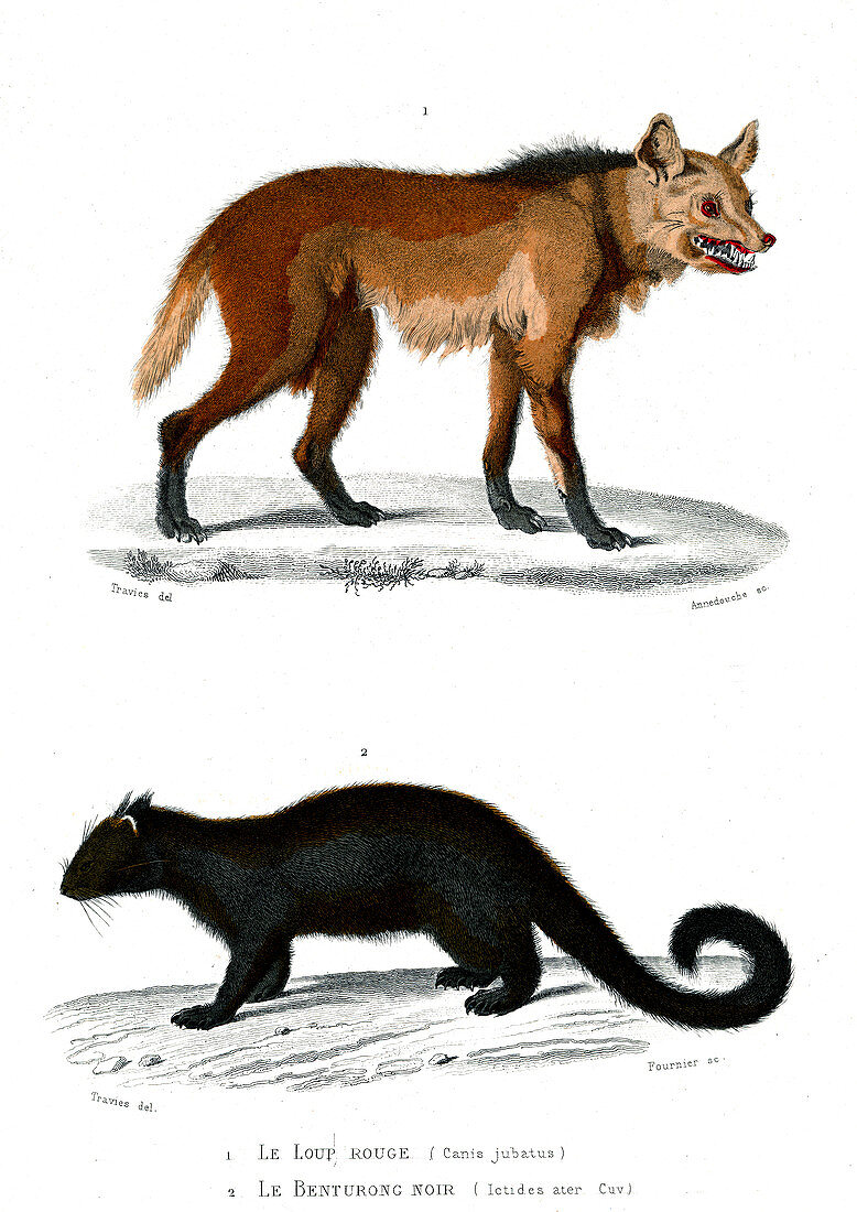 Maned wolf and binturong, 19th century