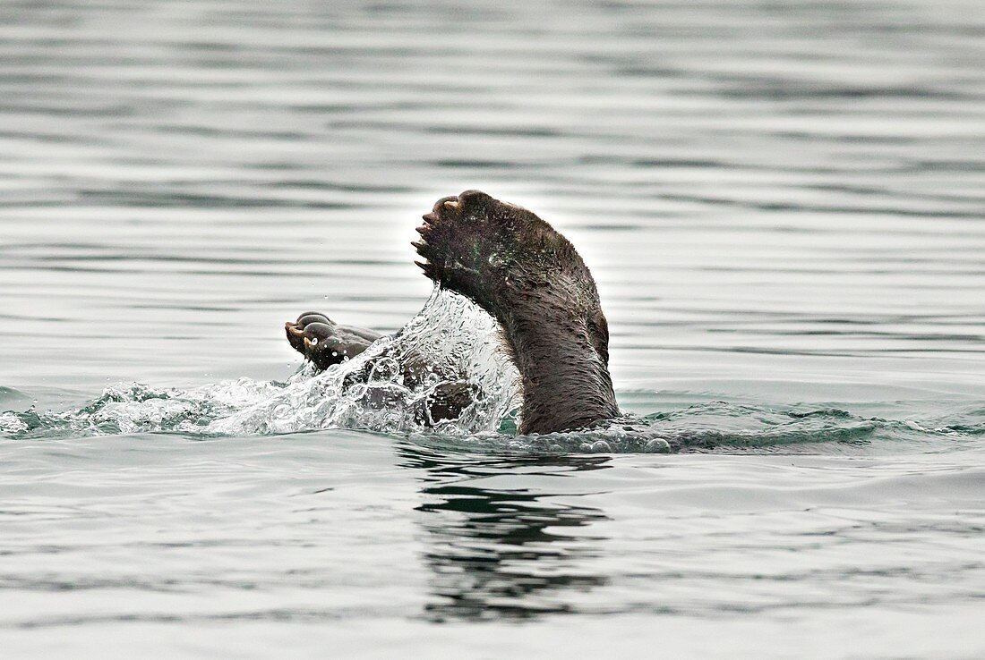 Feet of a diving Kamchatka Brown Bear fishing for salmon