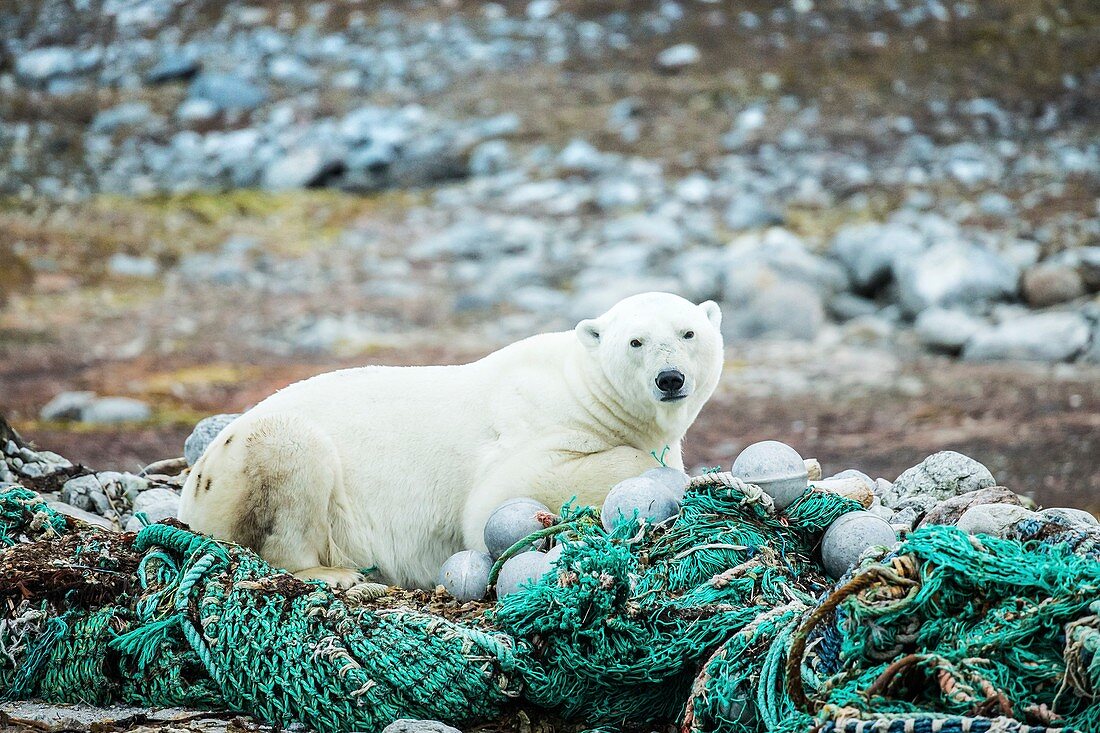 Polar bear sitting on discarded fishing nets