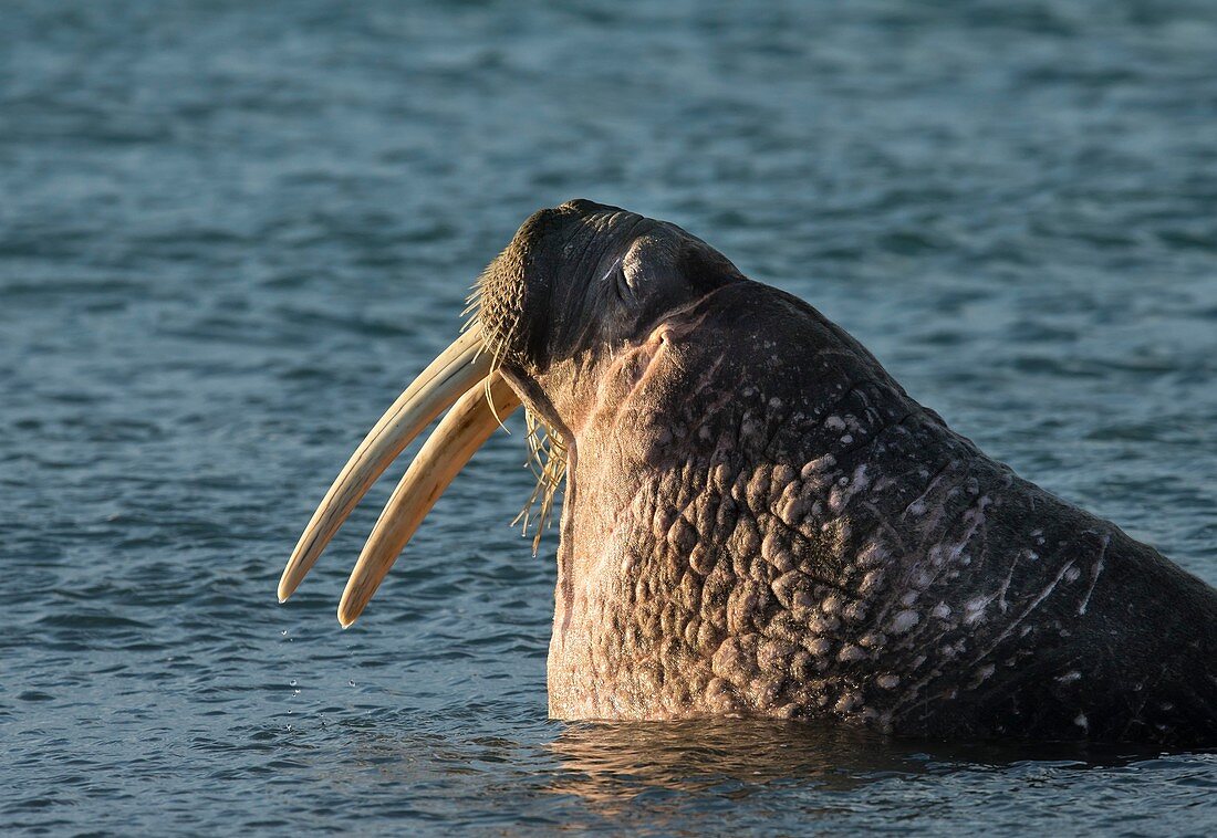 Male walrus in water