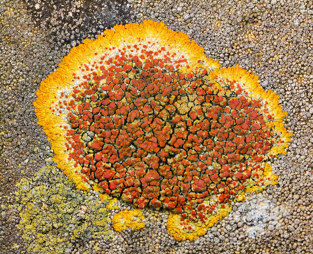 Lichen Caloplaca saxicola