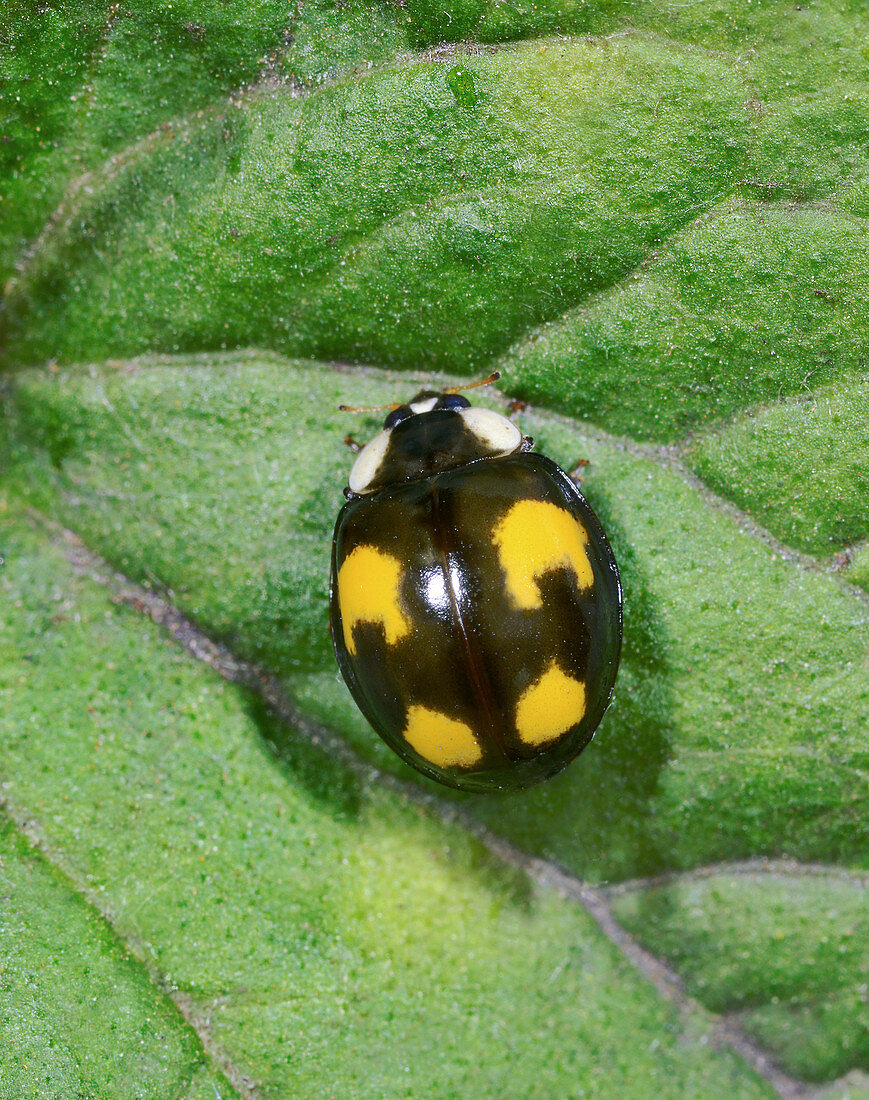 Harlequin 4-spot ladybird spectabilis