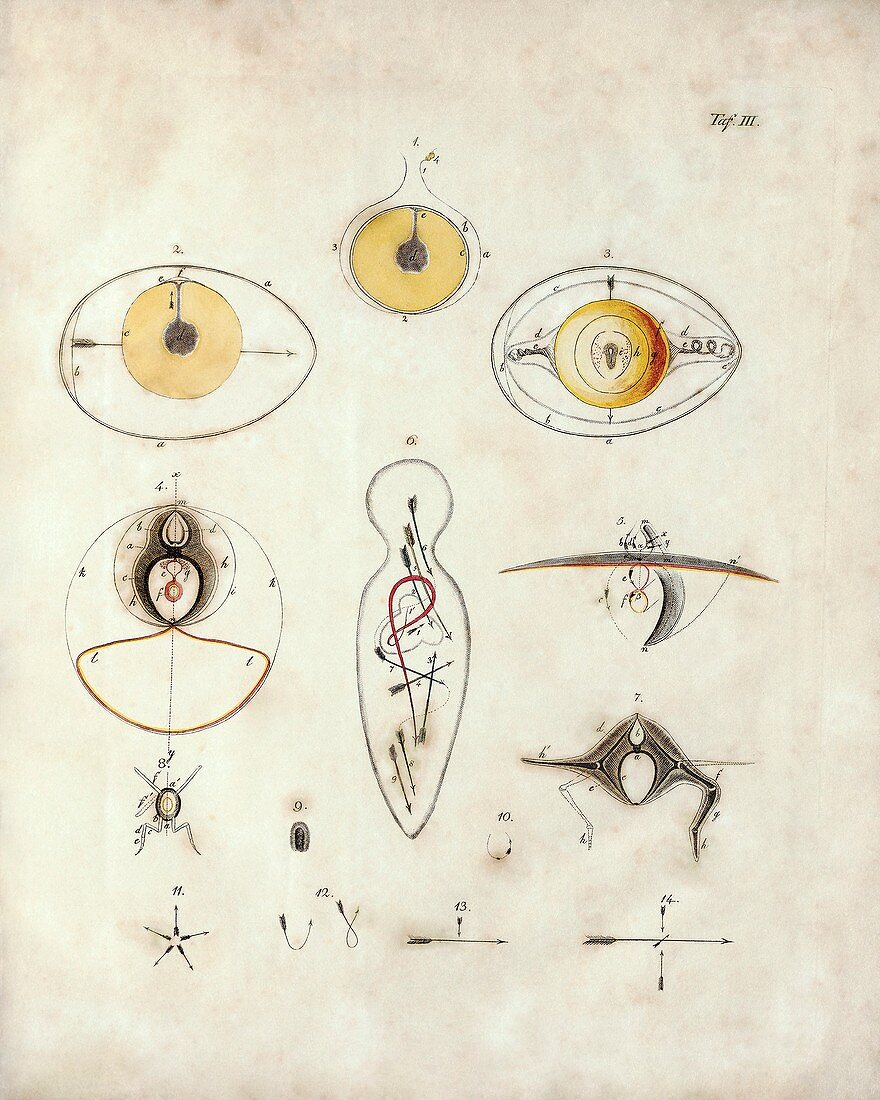 Comparative embryology by von Baer, 1828