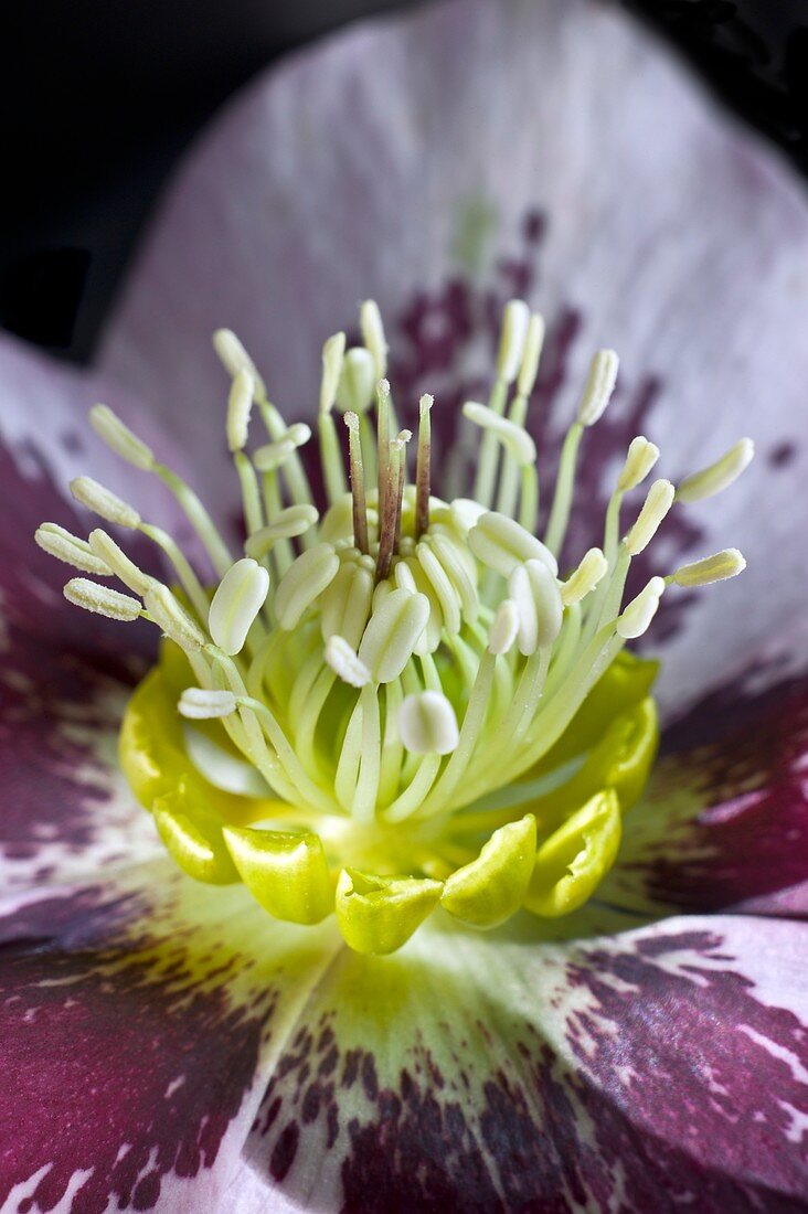 Helleborus orientalis flower structure