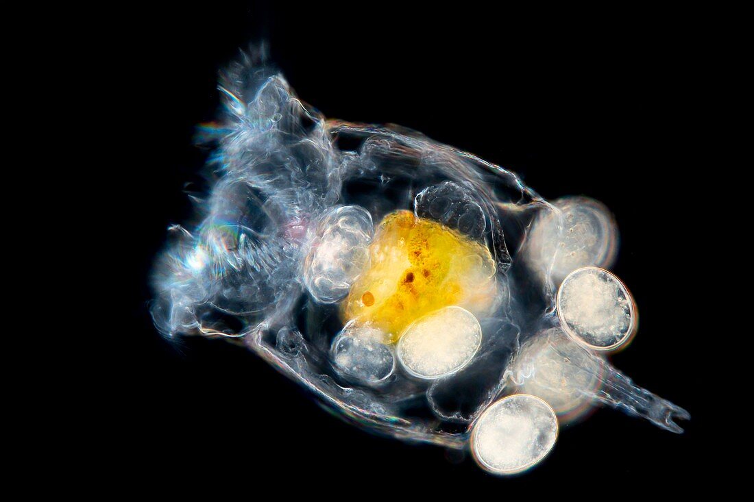 Freshwater planktonic Rotifers, light micrograph