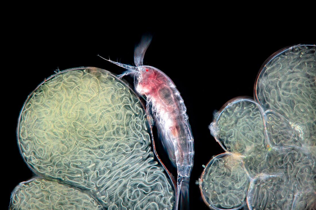 Nostoc cyanobacteria with Copepoda, light micrograph
