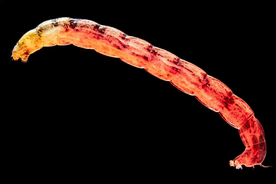 Chironomid larva, light micrograph