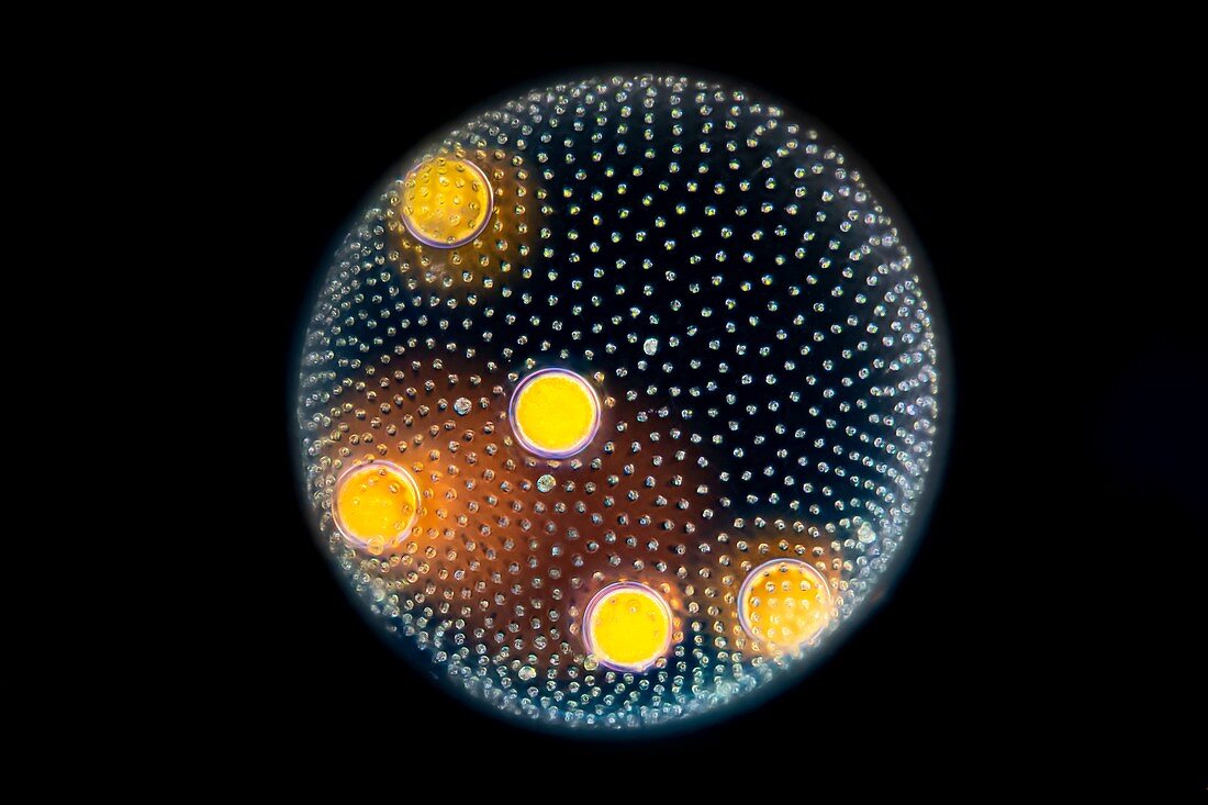Volvox green algae, light micrograph