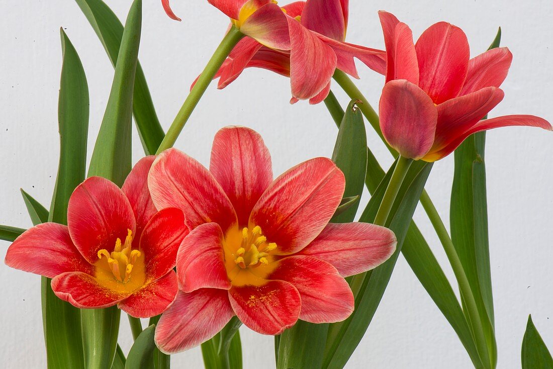 Tulipa kaufmanniana 'Fashion' flowers