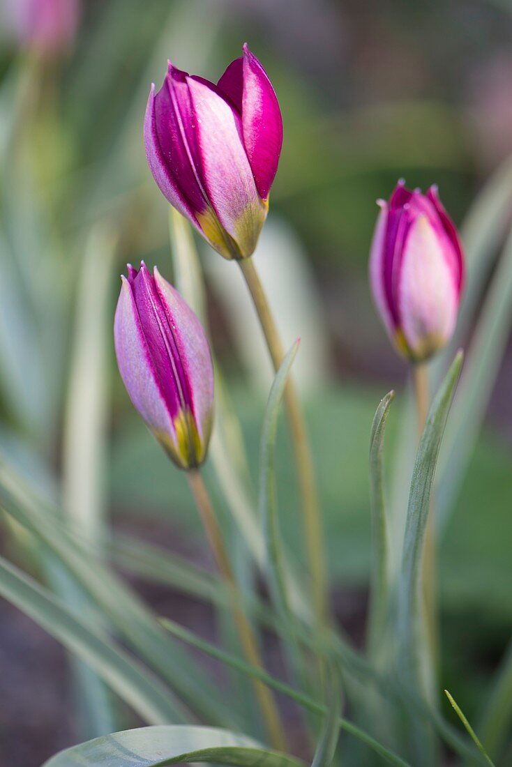 Tulipa humilis 'Persian Pearl' flowers
