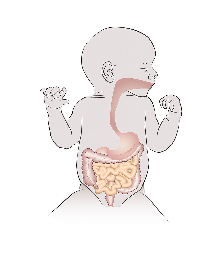 Digestive system of newborn baby, illustration
