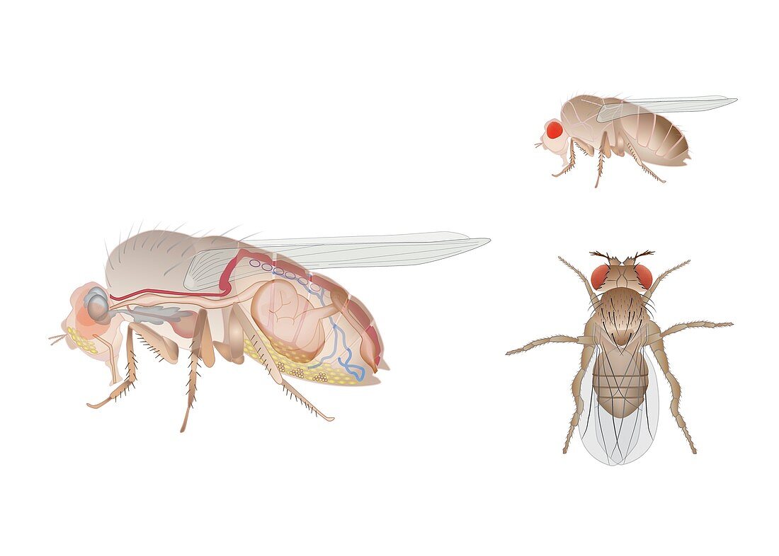 Fruit fly anatomy, illustration