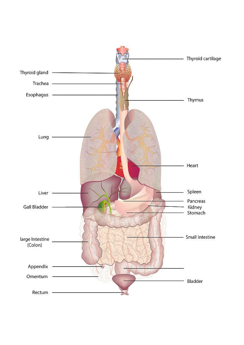 Organs of the trunk and neck, illustration