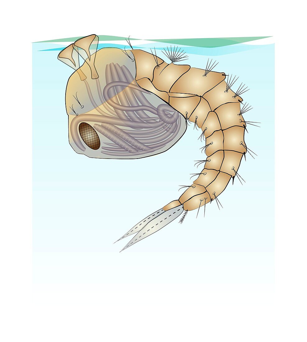 Anopheles mosquito pupa, illustration