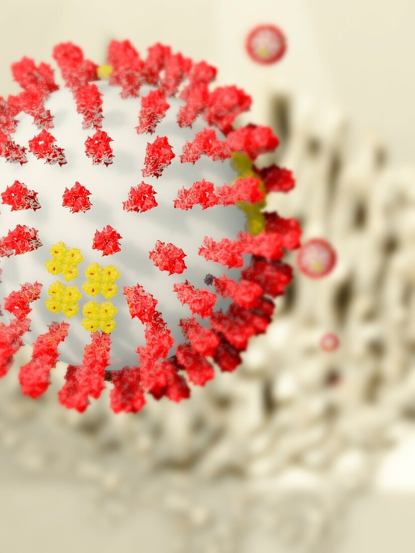 Influenza virus infecting respiratory tract, illustration