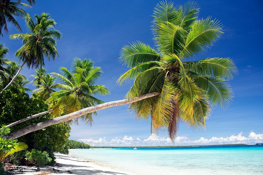 White sand beach and coconut tree