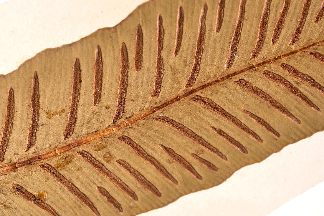 Asplenium scolopendrium fern specimen