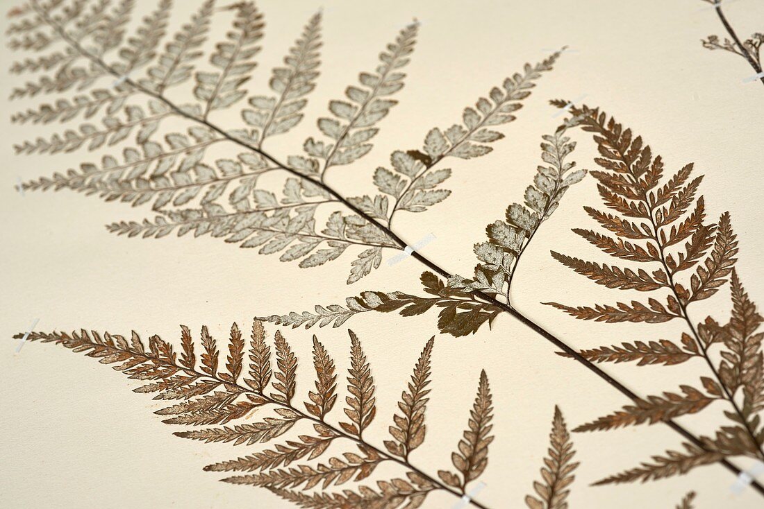 Pityrogramma calomelanos fern specimen