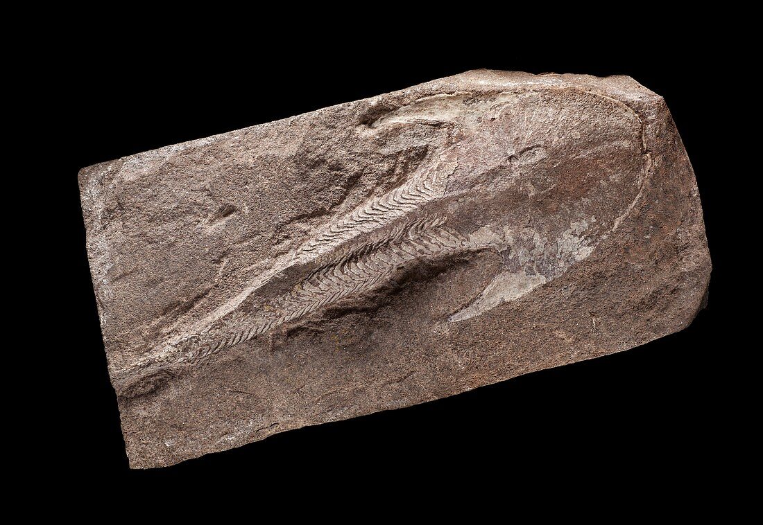 Cephalaspis lyelli fossil fish