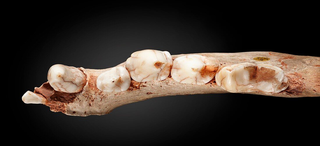 Spotted hyena jaw